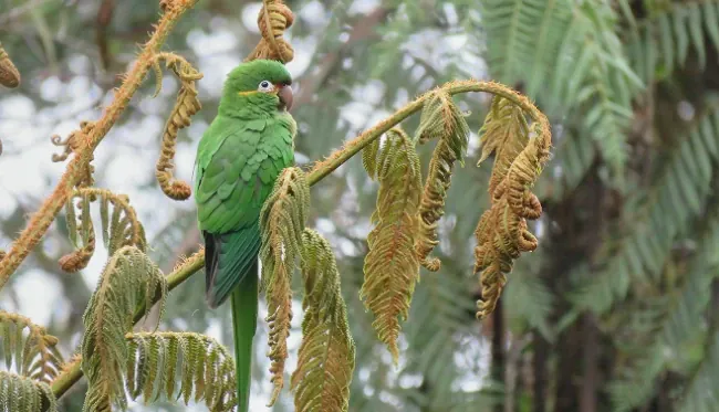 Parrocchetto verde su un ramo nella foresta