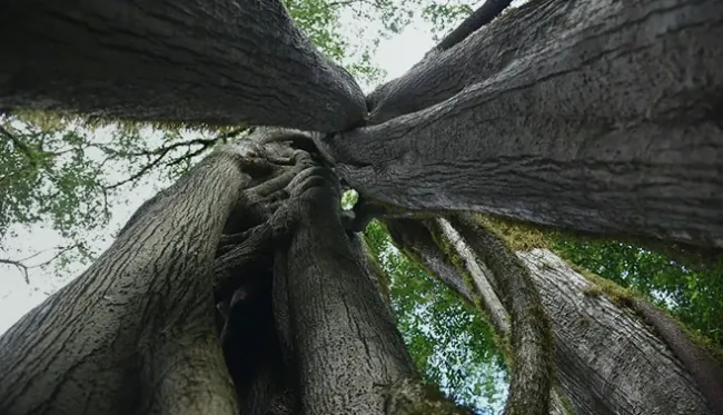 Tronco e radici di un grande albero visti dal basso